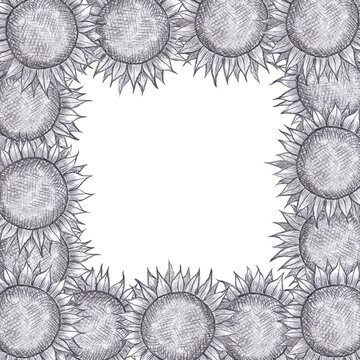 Hand drawn black pencil sunflower frame border isolated on white background. Can be used for cards, label and other printed products.