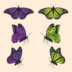 the vector of butterfly insect collection