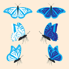 the vector of butterfly insect collection