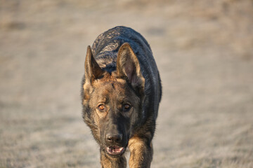 Beautiful German Shepherd dog playing in a meadow on a sunny day in Skaraborg Sweden.