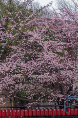 東京港区元赤坂の豊川稲荷の桜