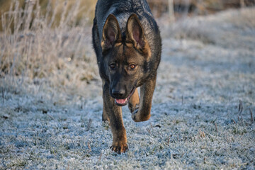 Beautiful German Shepherd dog playing in a meadow on a sunny day in Skaraborg Sweden.