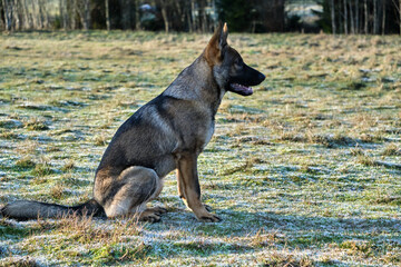 Beautiful German Shepherd dog playing in a meadow on a sunny day in Skaraborg Sweden.