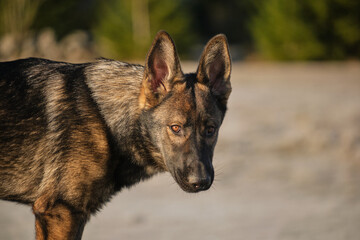 Beautiful German Shepherd dog playing in a meadow on a sunny day in Skaraborg Sweden.