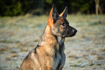 Beautiful German Shepherd dog playing in a meadow on a sunny day in Skaraborg Sweden.