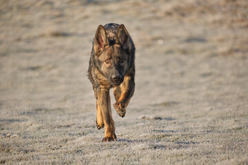 Beautiful German Shepherd dog playing in a meadow on a sunny day in Skaraborg Sweden.