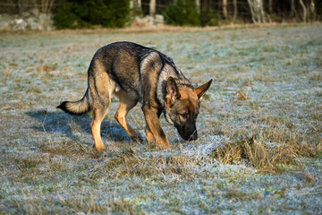 Beautiful German Shepherd dog playing in a meadow on a sunny day in Skaraborg Sweden.