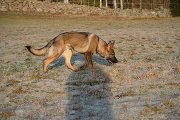 Beautiful German Shepherd dog playing in a meadow on a sunny day in Skaraborg Sweden.