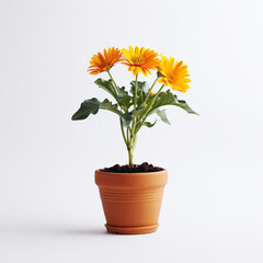 flower in a pot on a white background сreated with Generative Ai