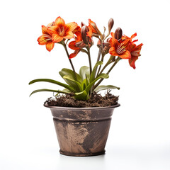 flower in a pot on a white background сreated with Generative Ai