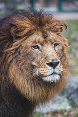 portrait of a lion