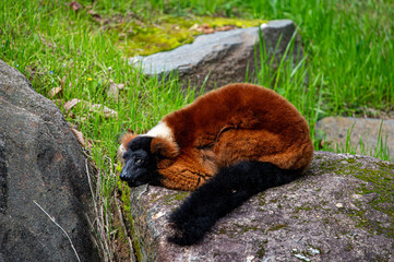 red ruffed lemur on rock © John