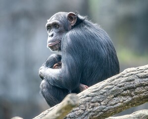 Chimpanzee mother and baby