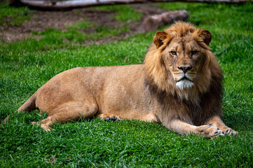 lion in the grass