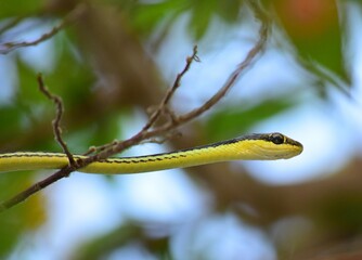 Small yellow snake on tree trunk. Close up detail or yellow snake