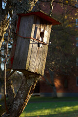 bird house on tree
