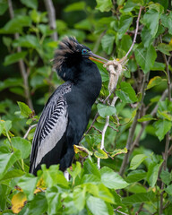Black-bellied Darter Anhinga Eating Forrest Green Wildlife Aesthetic