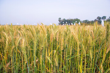 wheat grain field countryside of Bangladesh