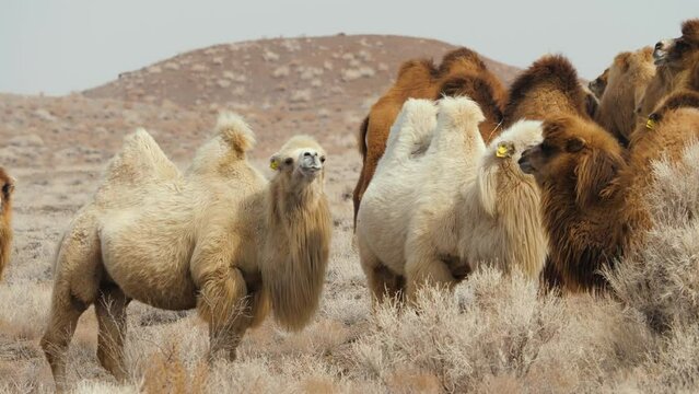 A herd of domestic two-humped camels covered with thick wool. Animals grazing in the wild desert in early spring. Dry vegetation