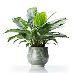 exotic plant in a pot on a white background сreated with Generative Ai