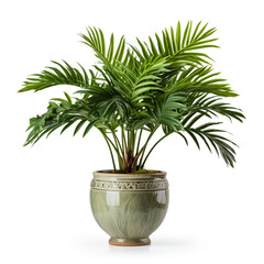 exotic plant in a pot on a white background сreated with Generative Ai