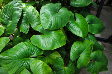 Group of homalomena rubescens have big size with fresh evergreen color leaves in tropical forest. plant for garden decoration home.