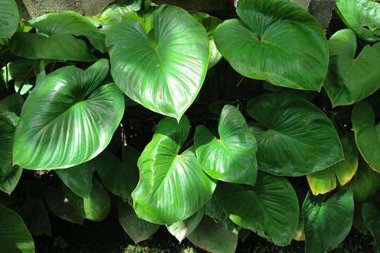 Group of homalomena rubescens have big size with fresh evergreen color leaves in tropical forest. plant for garden decoration home.