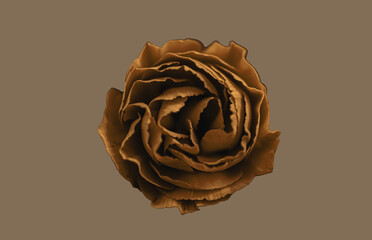 Spray carnation in yellow/brown touch,, background light brown, top view