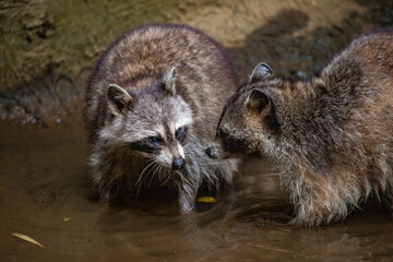 Raccoon in a natural environment, close-up, portrait of the animal on Guadeloupe au Parc des...