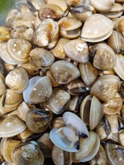 Polyamesoda erosa or mangrove clams are freshwater animals found in tropical and subtropical blood mangrove forests. These shellfish are often used as food and are a high source of protein