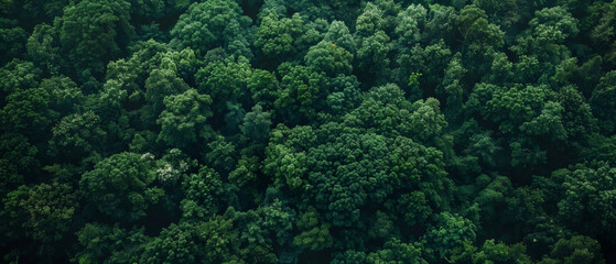 Naklejka na ściany i meble Aerial view of dense green forest canopy from above.