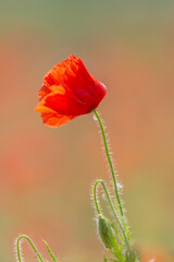 A pretty poppy in bloom in the sunshine - 754346084