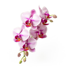 orchid flower on white background сreated with Generative Ai