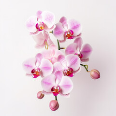 Naklejka na ściany i meble orchid flower on white background сreated with Generative Ai