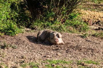 A pig laying in na muddy field, on a sunny summer's day - 754346482