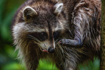 Raccoon in a natural environment, close-up, portrait of the animal on Guadeloupe au Parc des...
