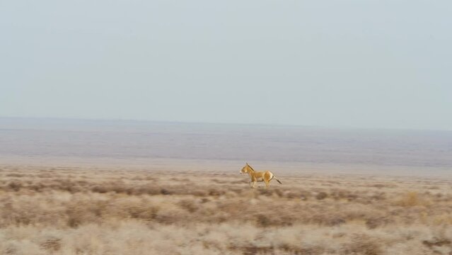 Kulan galloping across the desert terrain. Lat. Equus hemionus. The Kulan, jigetai or wild ass, is a species of Equidae native to Asia