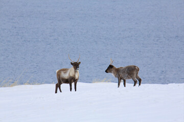 Renne nella neve sull'isola di Hinnoya, Norvegia