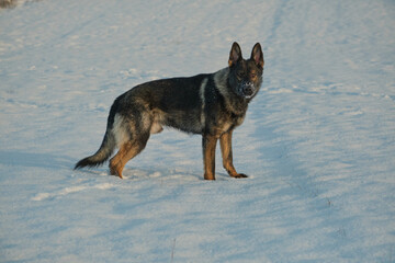 Beautiful German Shepherd dog playing in a snowy meadow on a sunny winter day in Skaraborg Sweden