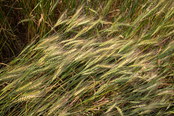 wheat grain field countryside of Bangladesh