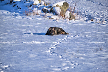 Beautiful German Shepherd dog playing in a snowy meadow on a sunny winter day in Skaraborg Sweden