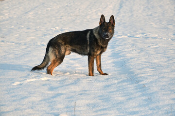 Beautiful German Shepherd dog playing in a snowy meadow on a sunny winter day in Skaraborg Sweden