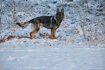 Beautiful German Shepherd dog playing in a snowy meadow on a sunny winter day in Skaraborg Sweden