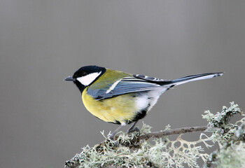 Obraz premium Great tit on a branch (Parus major)