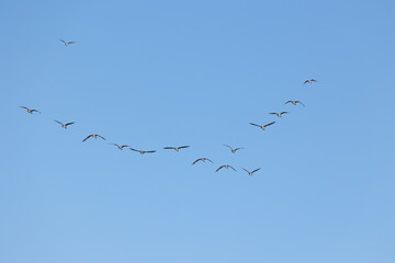 小規模なマガンの編隊飛行