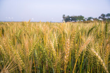 Wheat grain field closeup spike with blue sky image