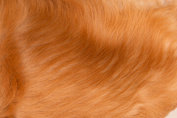 Texture of the Golden Retriever's Hair. This image fills the frame with the golden fur of a golden...