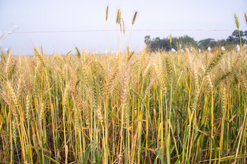 Wheat grain field closeup spike with blue sky image