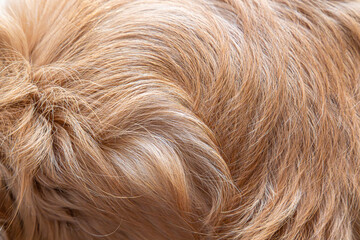 Texture of the Golden Retriever's Hair. This image fills the frame with the golden fur of a golden retriever, showcasing its soft texture and radiant hues. Perfect for backgrounds or textures