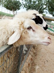 sheep in a barn